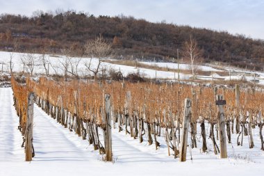 Sarospatak yakınlarındaki Wineyards, Tokaj bölgesi Macaristan