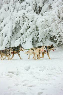 Sedivacek 'in uzun, Çek Cumhuriyeti kızak yarışı