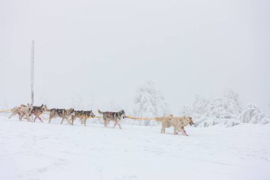 Sedivacek 'in uzun, Çek Cumhuriyeti kızak yarışı