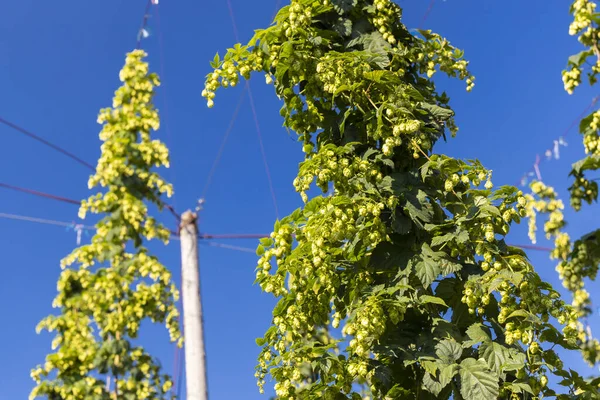 Çek Cumhuriyeti 'nin Zatec bölgesinde sıçrama alanı