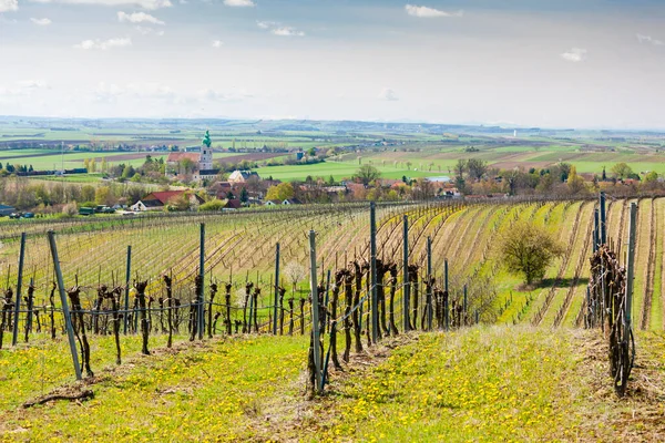 Vinhedo Primavera Perto Retz Áustria — Fotografia de Stock