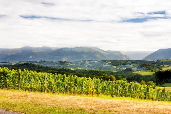 Vineyard South Jurancon France — Stock Photo, Image