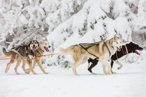 Sledge Dogging Sedivacek Long Czech Republic — Stock Photo, Image