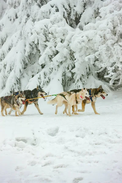 Sledge Levrette Sedivacek Long République Tchèque — Photo