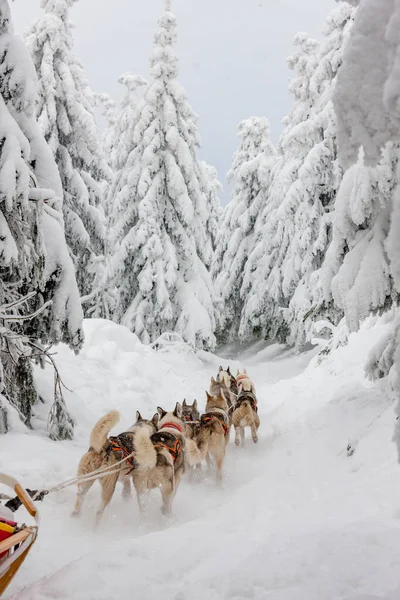 Sledge Dogging Sedivacek Long Czech Republic — 图库照片