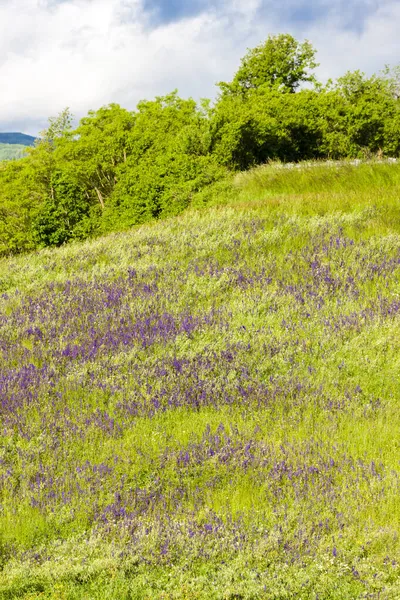 イタリアのヴェルナスカ村の蘭の花の草原 — ストック写真