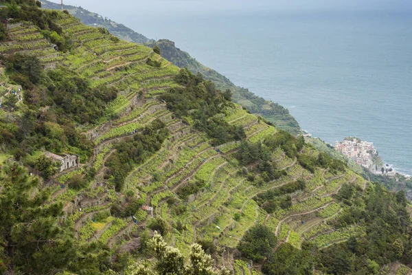 Vinhas Costa Cinque Terre Itália — Fotografia de Stock