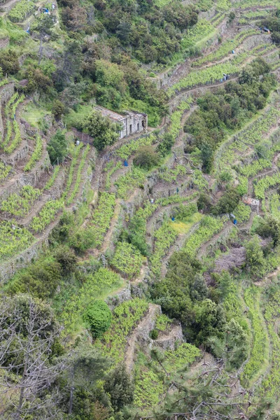 Vineyards Coast Cinque Terre Italy — Stock Photo, Image
