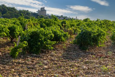 Chateauneuf-du-Pape yakınlarında taşları olan tipik üzüm bağları, Cotes du Rhone, Fransa