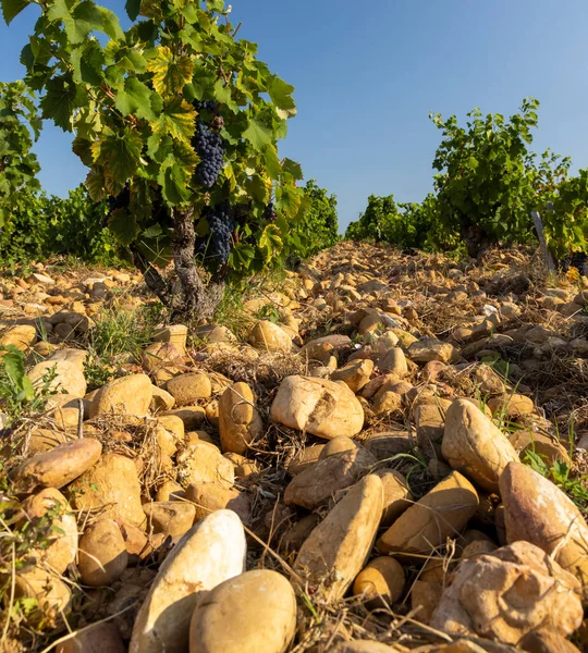 Vinha Típica Com Pedras Perto Chateauneuf Pape Cotes Rhone França — Fotografia de Stock