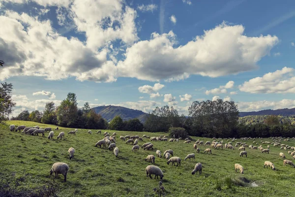 Sheep Herd Terchova Mala Fatra Slovakia — Stock Photo, Image
