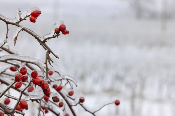 Production Ice Wine Southern Moravia Czech Republic — Stock Photo, Image