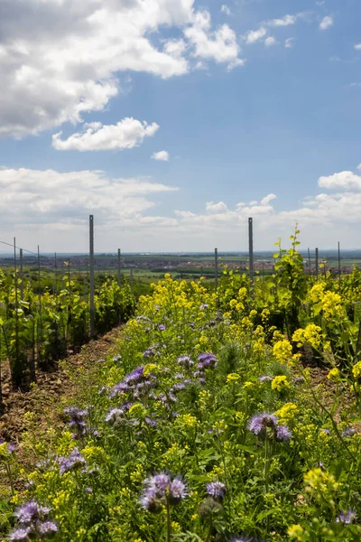 Espaciado Floral Viñedo Orgánico Sur Moravia República Checa — Foto de Stock