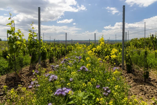 Blommigt Avstånd Ekologisk Vingård Södra Mähren Tjeckien — Stockfoto