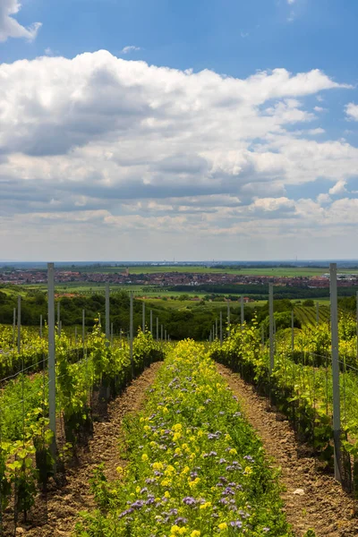 Espaciado Floral Viñedo Orgánico Sur Moravia República Checa —  Fotos de Stock