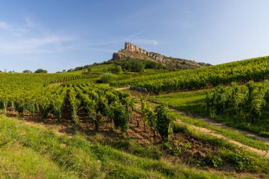 Üzüm bağı olan Solutre Kayası, Burgundy, Solutre-Pouilly, Fransa