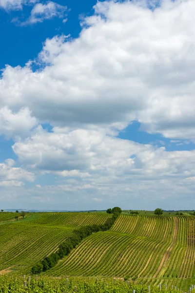 Viña Primavera Cerca Cejkovice Moravia Del Sur República Checa —  Fotos de Stock