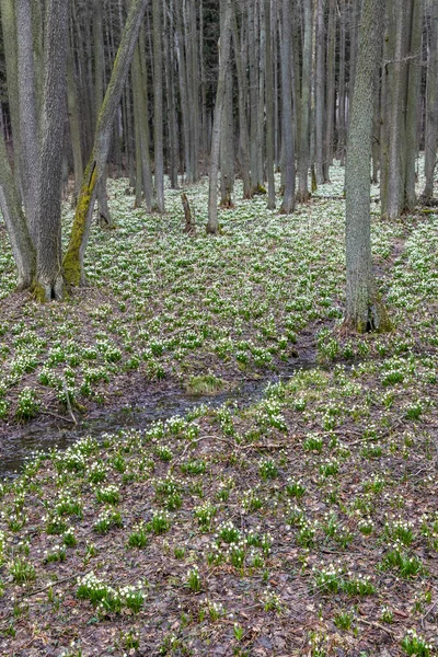 Πρώιμο Εαρινό Δάσος Ανοιξιάτικη Νιφάδα Χιονιού Vysocina Τσεχία — Φωτογραφία Αρχείου