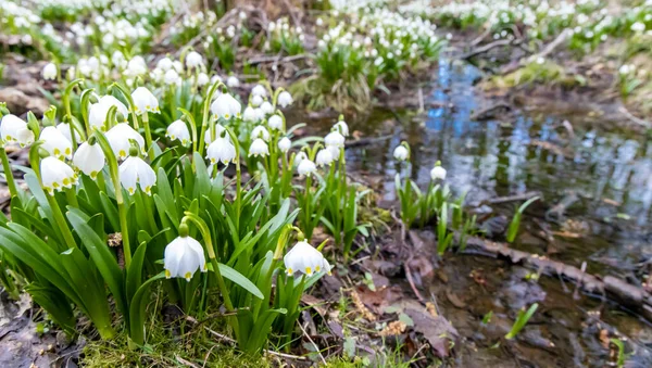 Início Primavera Floresta Com Floco Neve Primavera Vysocina República Checa — Fotografia de Stock