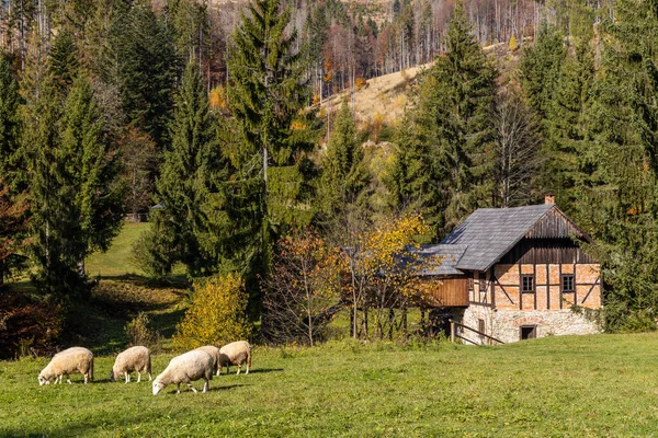 Musée Kysucke Dediny Kysuca Slovaquie — Photo