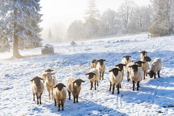 Sheep Orlicke Hory Eastern Bohemia Czech Republic — Stock Photo, Image