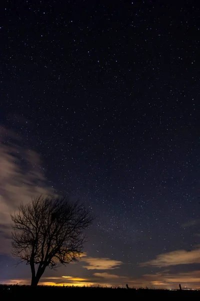 Träd Med Stjärnhimmel Före Gryningen — Stockfoto
