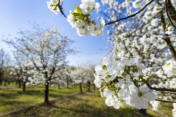 Blommande Körsbärsträdgård Nära Cejkovice Södra Mähren Tjeckien — Stockfoto