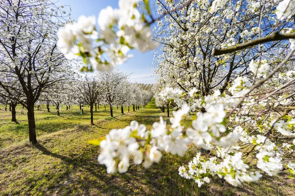 Virágzó Cseresznyéskert Cejkovice Közelében Dél Morvaország Csehország — Stock Fotó