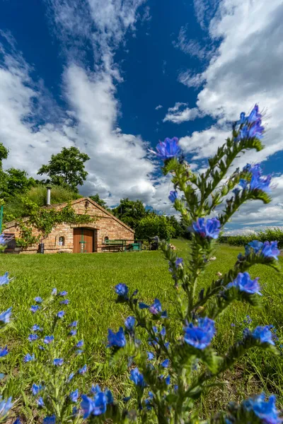 Weinkeller Und Weinberge Der Region Palava Südmähren Tschechische Republik — Stockfoto