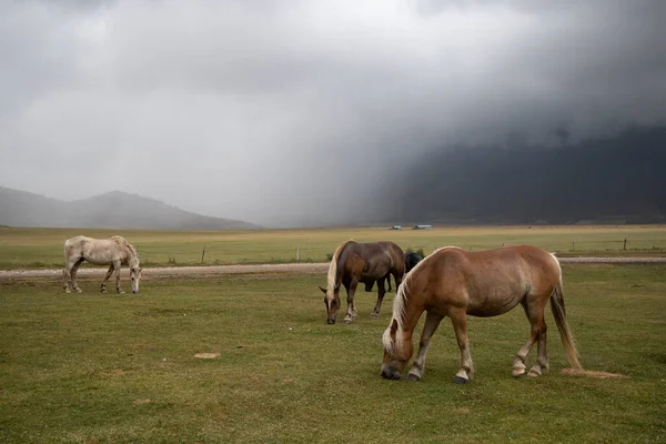 Άλογα Στο Ορεινό Τοπίο Κοντά Στο Χωριό Castelluccio Στο Εθνικό — Φωτογραφία Αρχείου