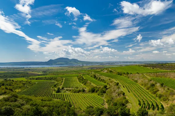 Vignobles Près Nove Mlyny Réservoir Avec Palava Moravie Sud République — Photo