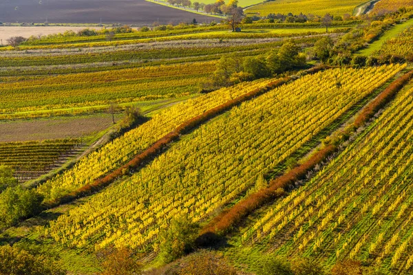 Viñedos Bajo Palava Moravia Del Sur República Checa — Foto de Stock