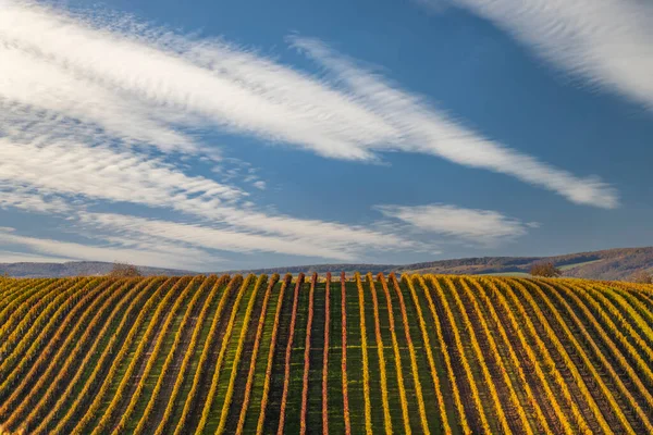 Viña Otoño Cerca Velke Bilovice Moravia Del Sur República Checa — Foto de Stock