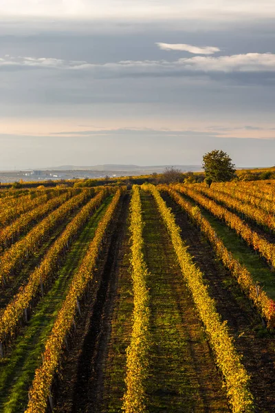 Vignoble Automne Près Velke Bilovice Moravie Sud République Tchèque — Photo