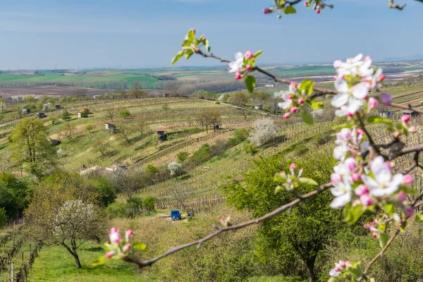 Vinha Primavera Perto Mutenice Morávia Sul República Checa — Fotografia de Stock