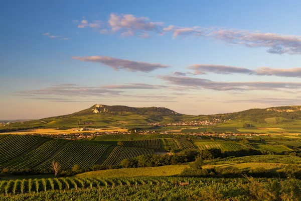 Wijngaarden Onder Palava Bij Dolni Dunajovice Zuid Moravië Tsjechië — Stockfoto