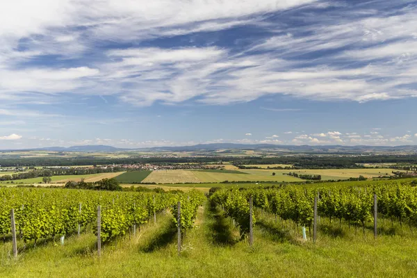 Vineyards Polesovice Southern Moravia Czech Republic — Stock Photo, Image