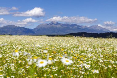 Yüksek Tatras ve Slovakya ile çiçek açan çayır