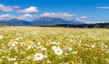 Yüksek Tatras ve Slovakya ile çiçek açan çayır