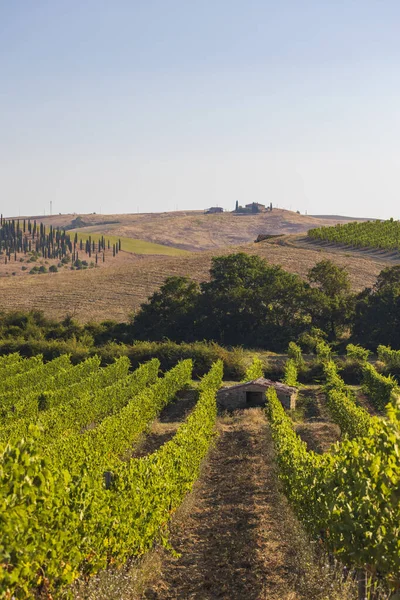 Los Viñedos Más Famosos Toscana Cerca Ciudad Montalcino Italia —  Fotos de Stock
