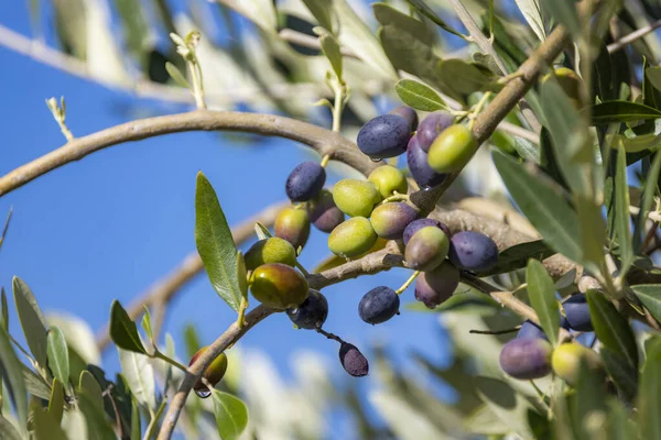 Olivo Toscano Olive Varie Fasi Maturazione Fondo Soft Focus — Foto Stock