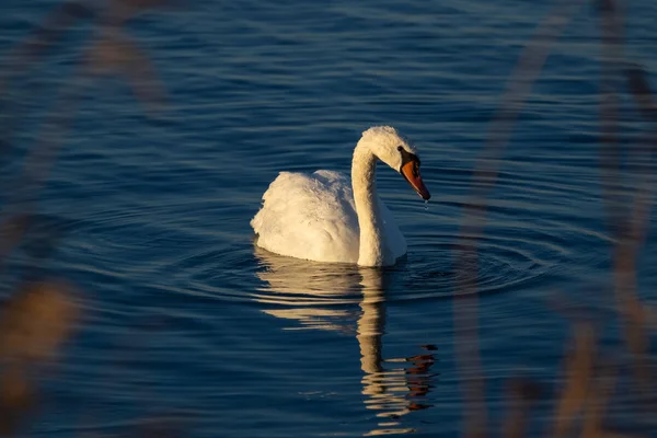 Лебедь Новом Млынском Водохранилище Южная Моравия Чехия — стоковое фото