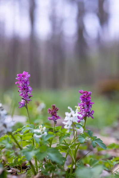 捷克共和国 摩拉维亚南部 春季森林 空烟囱 Corydalis Cava — 图库照片