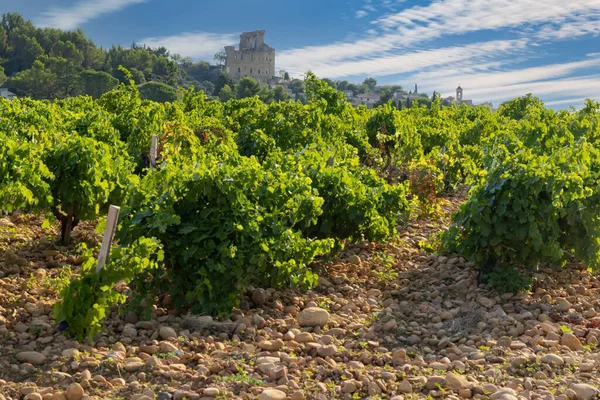 Chateauneuf-du-Pape yakınlarında taşları olan tipik üzüm bağları, Cotes du Rhone, Fransa