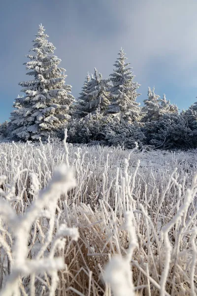 Paisaje Invernal Cerca Velka Destna Montañas Orlicke Bohemia Oriental República — Foto de Stock