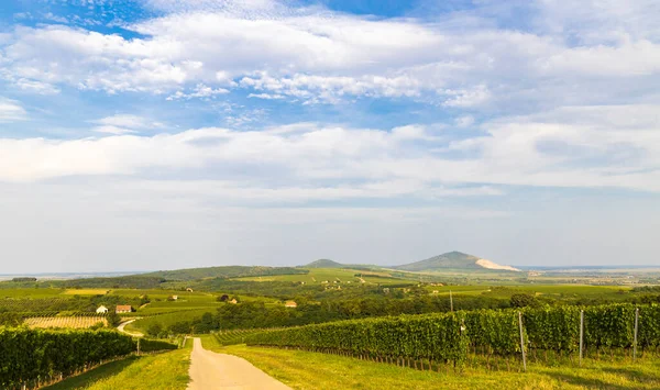 Kebun Anggur Dekat Villany Baranya Hungaria Selatan — Stok Foto