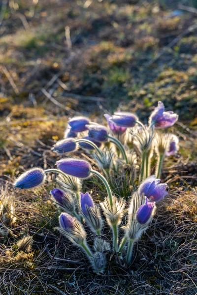 Pasque Flower Nationaal Park Podyji Zuid Moravië Tsjechië — Stockfoto