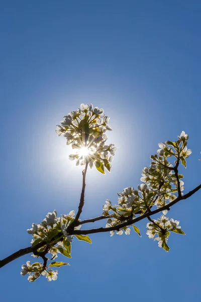 Blommor Och Knoppar Fruktträd Våren — Stockfoto