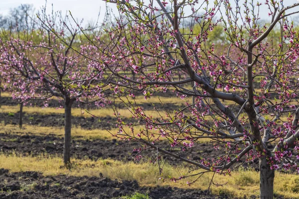 Blühender Pfirsichgarten Der Nähe Von Valtice Südmähren Tschechien — Stockfoto