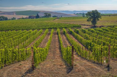 İtalya 'nın Montalcino kasabası yakınlarındaki Toskana' nın en ünlü üzüm bağları.